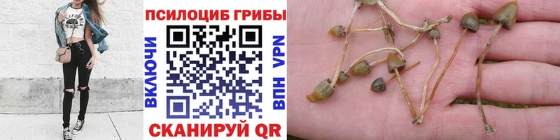 блэк спрут ССЫЛКА  Холмск  Псилоцибиновые грибы Cubensis  купить наркотик 